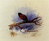 Archibald Thorburn Famous Paintings - A Nepalese black headed nun in the branch of a tree